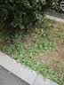 九千谷不锈钢宽铲园艺工具花铲除草种花种菜园林种植挖土户外小工具4467 实拍图