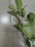 桂花树苗盆栽室内四季桂花卉植物金桂丹桂庭院大树浓香型绿植开花 四季桂花高20-30cm高左右【原土球发货】 实拍图
