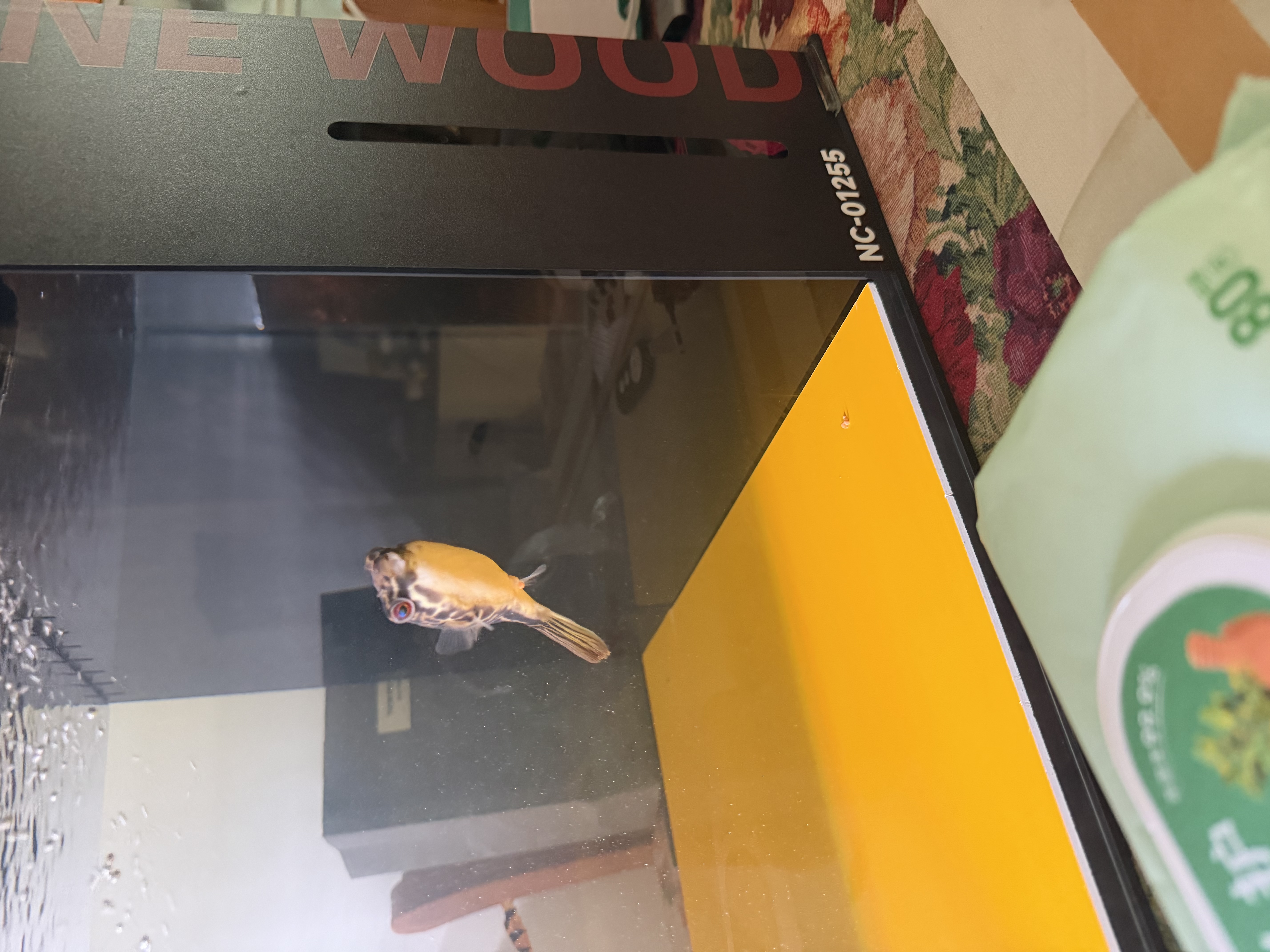 坤宁王鱼缸隔离板分隔板可伸缩亚克力分养箱防跳网盖板带吸盘夹28*30cm 实拍图