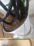 德沃多植物营养土通用8L园艺养花土种菜花卉绿植通用型疏松透气 实拍图