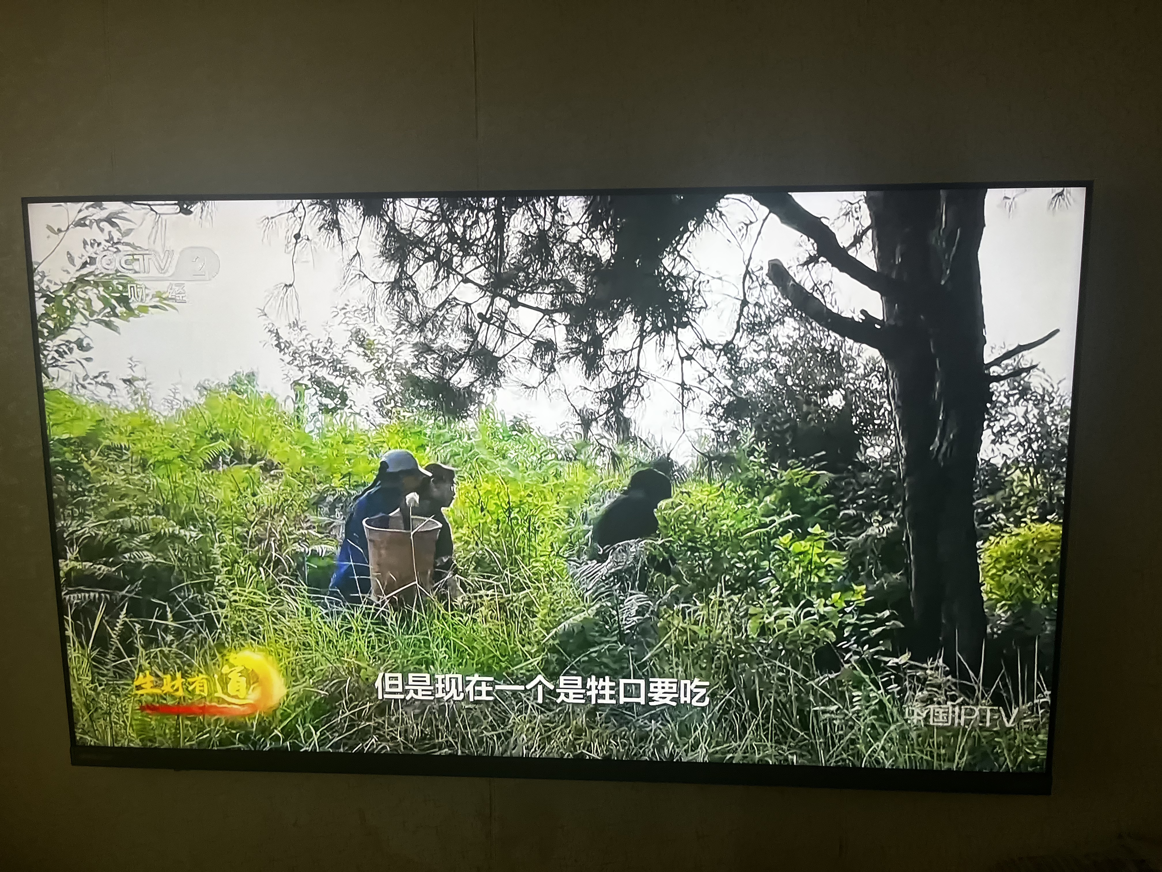 东芝电视R600SF 65英寸 音画双芯 原色真彩MiniLED电视 107%电影级广色域 客厅全能旗舰 实拍图
