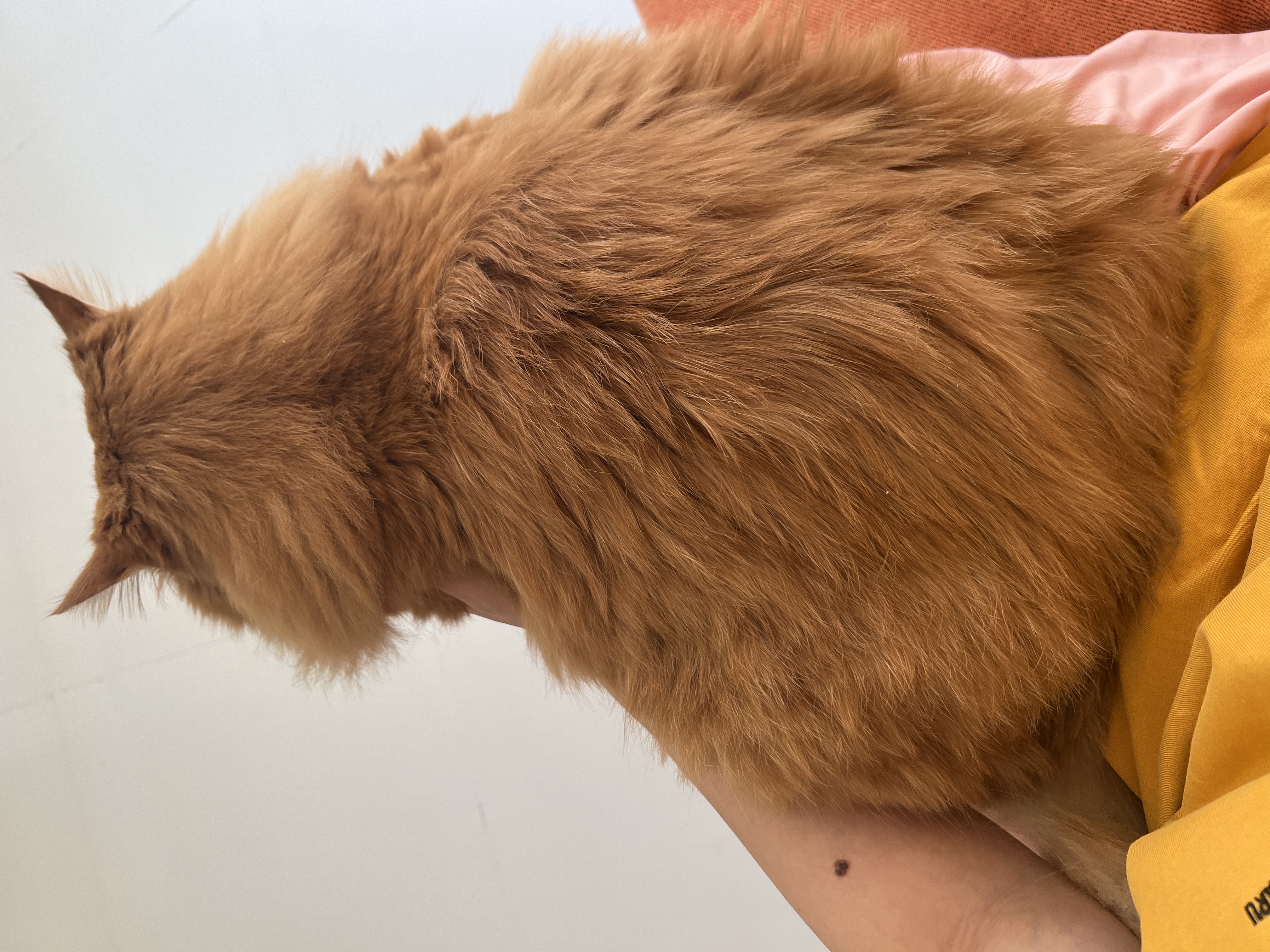 网易严选全价冻干双拼猫粮3.0 猫干粮成猫幼猫通用高鲜肉粮 自营金选1.8kg 实拍图