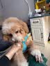茨格曼狗绳牵引绳狗链子胸背带遛狗绳子中小型犬宠物用品 实拍图