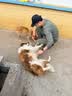 麦富迪狗狗零食 奢华营养鸭肉干1200g成幼犬磨牙训练奖励解馋宠物零食 实拍图