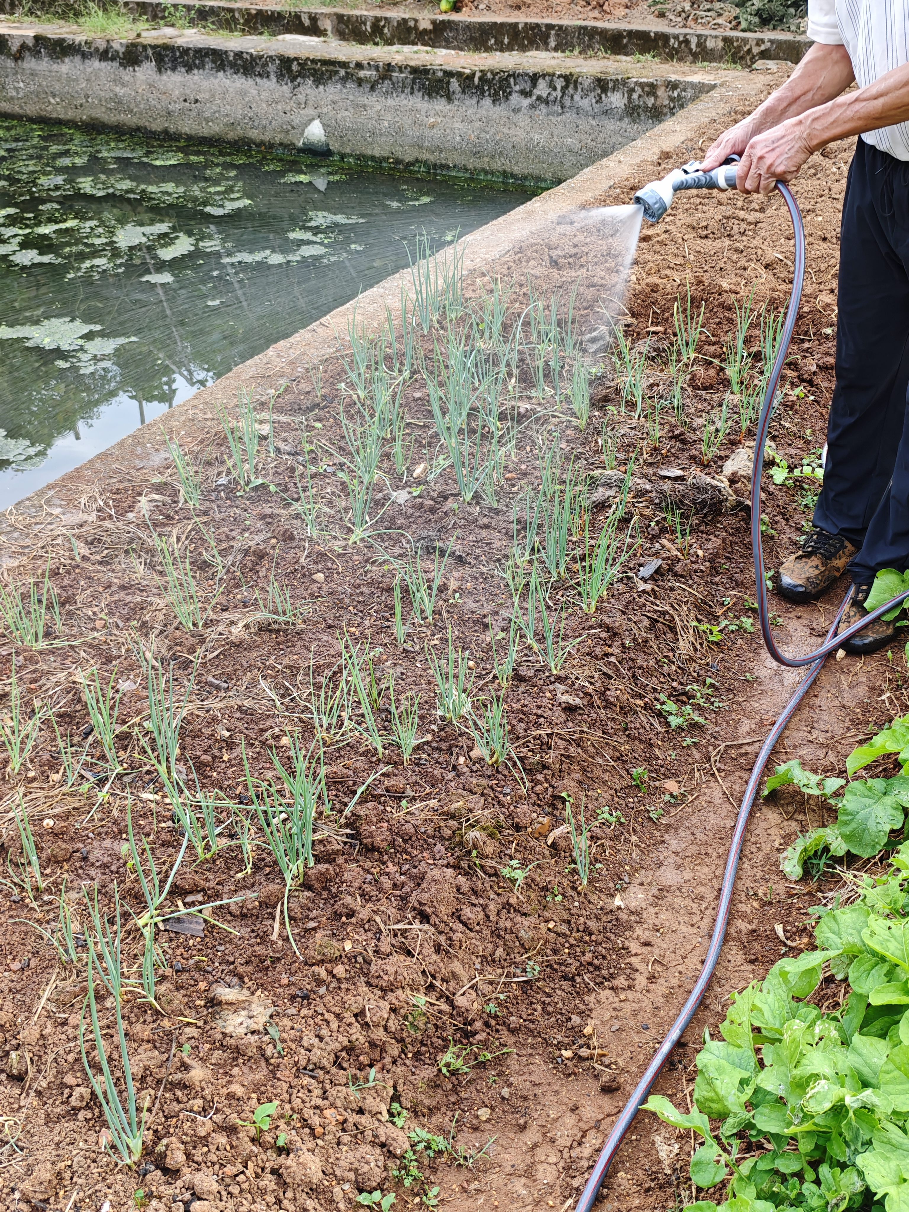德力西电气（DELIXI ELECTRIC）抽水泵充电式浇菜家用洗车浇地菜地浇水神器农用灌溉电动抽水机 2电4缸【强续航】22米管 实拍图