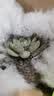 招财钱串吸财树多肉植物办公室桌面绿植盆栽花卉新手好养 精选随机1颗多肉+1个塑料彩盆+土 实拍图