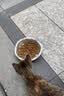 皇家猫粮 成猫猫粮 营养均衡 F32 通用粮 1-7岁 4.5KG【宠物金选】 实拍图