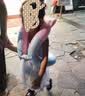 361°儿童游泳圈男女童加厚学游泳辅助小孩宝宝腋下手臂异形圈神器 实拍图