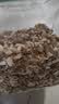 WEYES冻干4拼混合肉碎桶500g宠物猫狗零食冻干鸡肉鸡胸肉鸭肉粒营养 实拍图