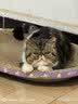 腆宠宠物航空箱小号 猫咪航空箱猫狗 猫包猫笼外出车载猫箱狗狗托运 实拍图