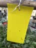加品惠粘虫板黄板诱虫板50张10*20cm双面苍蝇贴果蝇飞蛾小飞虫诱捕 实拍图