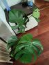 花翁龟背竹水培植物室内盆栽客厅办公室桌面绿植花卉水养绿植源头直发 实拍图
