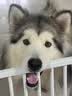 皇家狗粮 成犬狗粮 犬粮 宠物大型犬 GR26全价犬粮≥15月15KG 实拍图