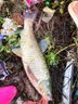 川泽伊势尼鱼钩子线双钩成品绑好挂仕防缠绕钩套装野钓湖库大物鲢鳙钩 钩3#线1.0#+钩4#线1.2# 20副组合装 实拍图