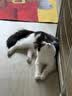 皇家猫粮 室内成猫粮 I27 通用粮 12月以上 10KG 实拍图