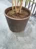 花沃里营养土通用型12L 花土种植土种菜土兰花多肉土泥炭土椰砖有机土壤 实拍图