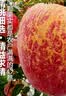 京觅四川大凉山丑苹果 净4.5斤单果75mm+ 新鲜水果冰糖心苹果源头直发 实拍图