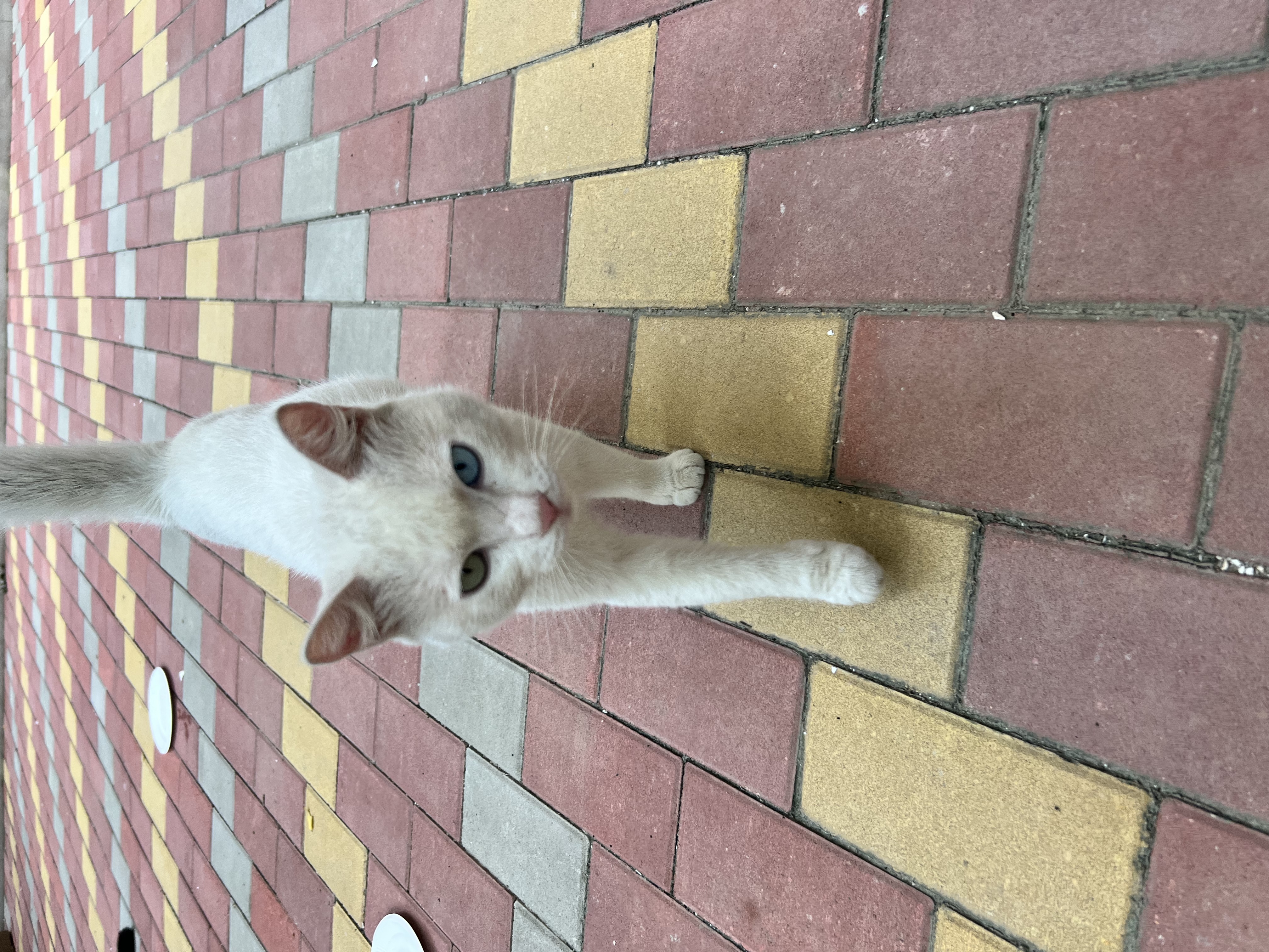 皇家猫粮 成猫猫粮 户外成猫 O30 通用粮 12月以上 4KG 实拍图