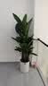 花财主天堂鸟盆栽办公室大型绿植客厅鸭脚木植物家用吸甲醛净化空气好养 7-8天堂鸟1.6-1.7【圆柱盆】 实拍图