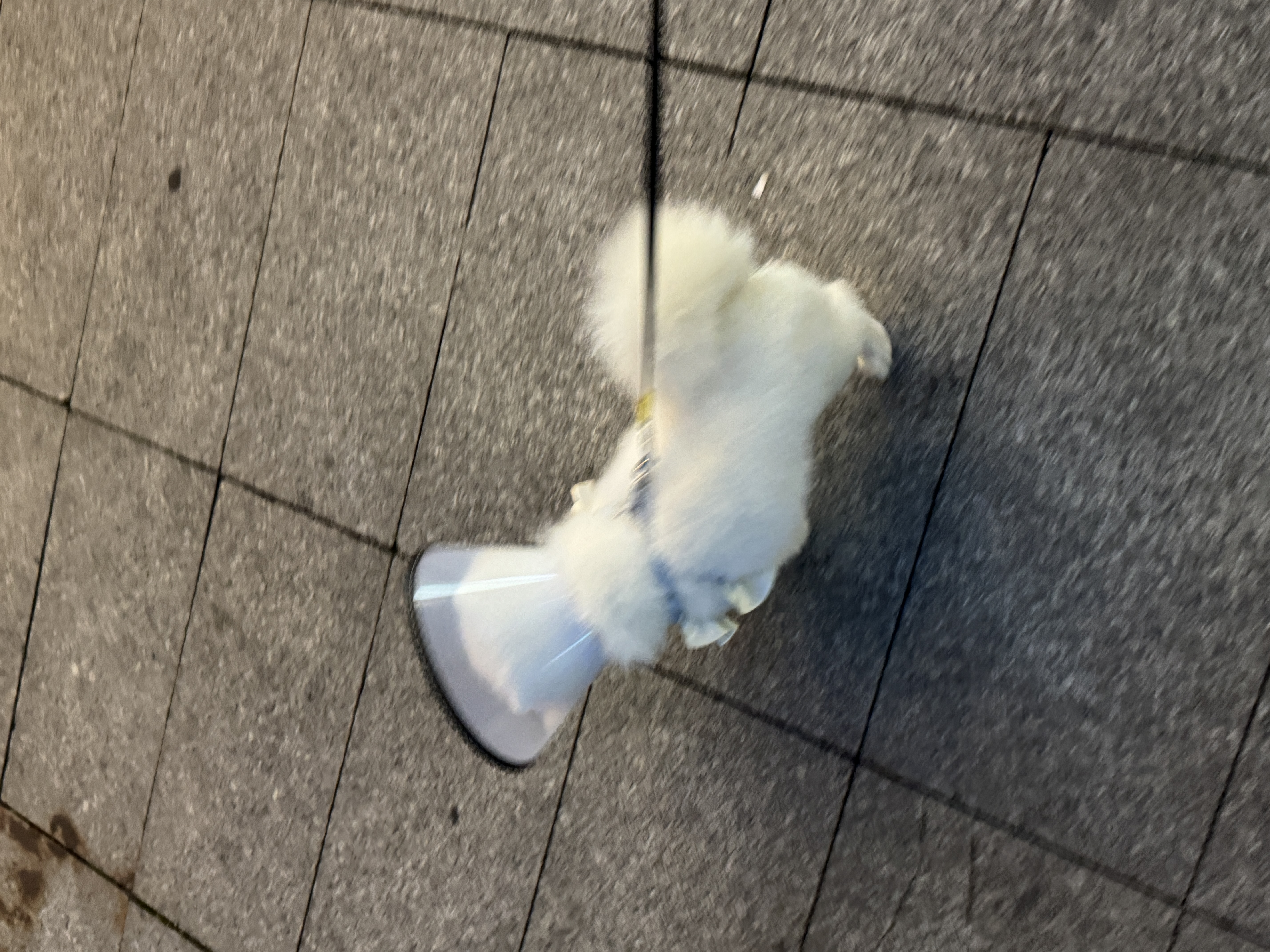 皇家狗粮 博美成犬狗粮 犬粮 宠物小型犬 PM26 全价犬粮 ≥8月 2KG 实拍图