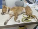 麦富迪 狗粮 超肉粒冻干双拼全期犬粮小型犬中大型犬成犬幼犬通用天然粮 【靓毛益肠胃】小型犬全期专用|试吃包150g 实拍图