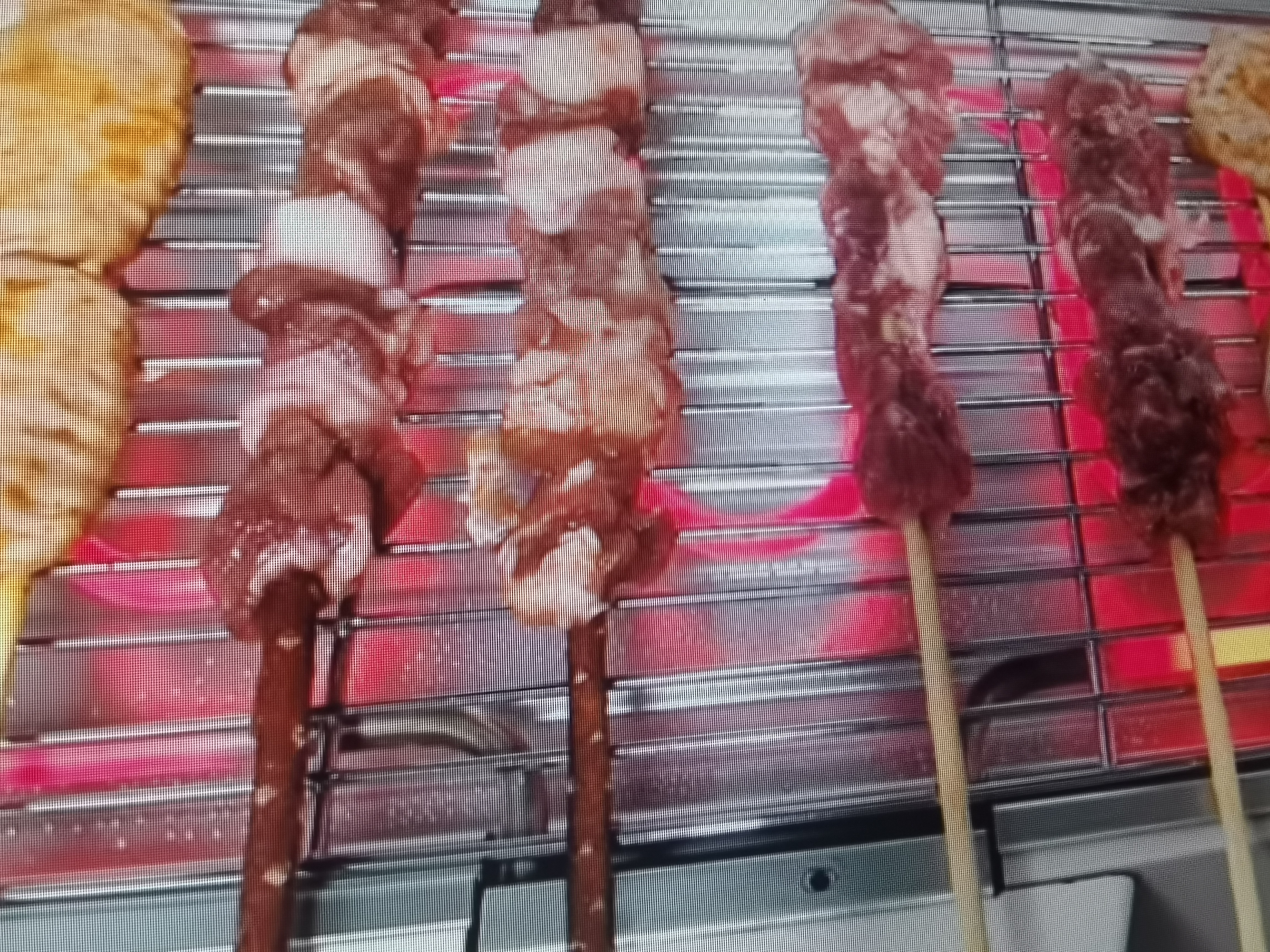 游牧御品红柳枝羊肉串 新疆风味大串10支净重418g带撒料 烧烤食材烤肉烤串 实拍图