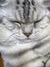 皇家猫粮 美短成猫粮 ASA31 通用粮 12月以上 2KG 实拍图