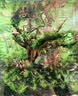 尼特利二代水草泥鱼缸专用水藻泥生态草缸底砂营养土9L/袋 实拍图