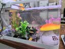 【顺丰快速发货】3-5CM彩色天使鱼 群游观赏鱼淡水活体小型鱼好养 七色(翡翠/蓝/红/黄/粉/绿/紫) 12条+2条备损(七色各2条)3-5CM大号 实拍图