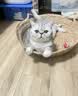 派得猫粮 幼猫成猫 英短蓝猫布偶流浪猫美短全价全阶段通用猫咪主粮 经典猫粮鱼肉味20斤丨送猫粮1斤 实拍图