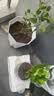 史丹利椰糠砖650g 椰土砖椰砖营养土脱盐花土耶砖种菜通用型 实拍图
