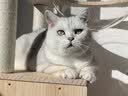 皇家（ROYAL CANIN）泌尿道处方猫粮MUC34情绪舒缓稀释尿液减少结石再生成猫1.5KG*2 实拍图