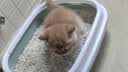 pidan猫砂 豆腐猫砂2.4kg*4包强力吸臭纯猫砂 可冲厕所非膨润土砂 实拍图