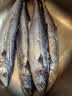 新鲜捕捞青岛大鲅鱼蓝点马鲛鱼渤海燕尾鲐鲅鱼净重无冰衣 5斤【4条装】 实拍图