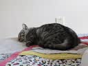 好主人金装好主人猫粮2.0 成猫幼猫蓝猫英短通用全价无谷冻干 【成猫专用】金装成猫粮10斤 实拍图