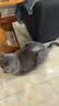 伟嘉猫粮成猫全价猫粮亮毛蓝猫均衡营养10kg海洋鱼夹心粮【原料透明】 实拍图