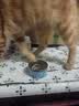 麦斯蒂主食猫罐头鸡肉金枪鱼85g*12罐 成幼猫湿粮鲜肉全价高营养 实拍图