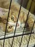 憨憨宠猫笼折叠猫笼子大号猫别墅加粗加密双层猫舍猫窝宠物猫咪用品家用 黑色 700双层 实拍图
