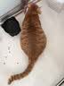 网易严选猫湿粮宠物零食浓汤大口肉罐头 鸡肉+三文鱼85g*6罐 实拍图