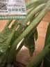 【水果菜】东北旱黄瓜约550g 实拍图
