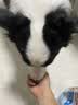 皇家狗粮 成犬狗粮 犬粮 宠物 中型犬 M25 全价犬粮 ≥12月 4KG 实拍图