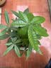 水培植物铁树小盆栽办公室内微景观桌面创意好养易活绿植花卉盆景 发财树盆栽 舍得盆加底托 高度15-25cm 实拍图