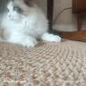 pidan混合豆腐猫砂 豆腐膨润土皮蛋猫砂除臭猫砂结团快 经典款2.4kg*4 实拍图
