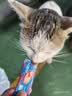 力狼 猫条猫零食 成幼猫通用宠物猫咪零食猫湿粮 【超值囤货】鲜肉猫条15g*100支 实拍图