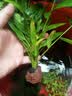 疯狂水草懒人水草植物直接入缸火山石鱼缸造景套餐20-40cm缸源头直发包邮b 实拍图
