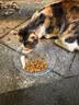 皇家猫粮 成猫猫粮 户外成猫 O30 通用粮 12月以上 4KG 实拍图