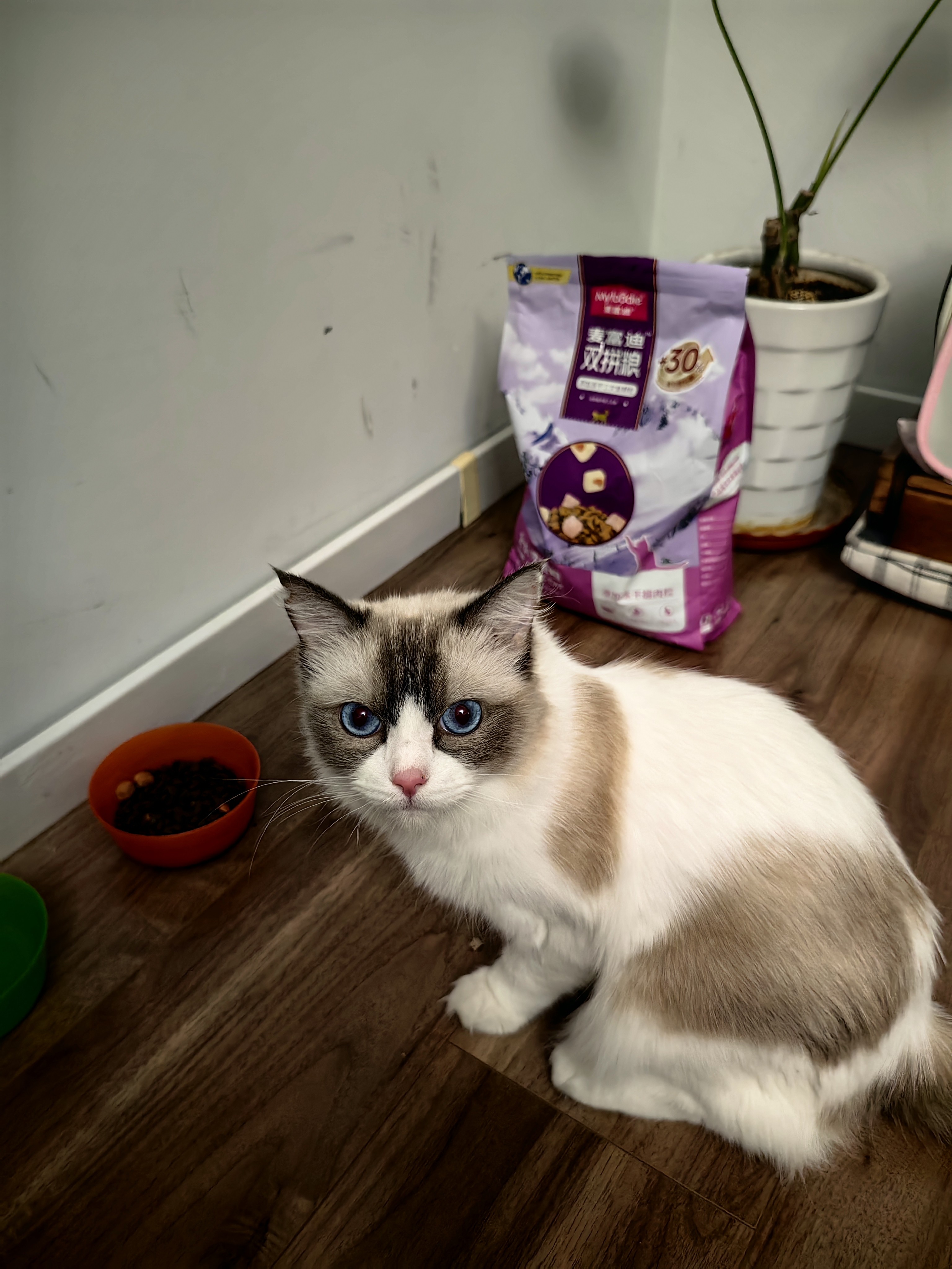 麦富迪猫粮 超肉粒冻干双拼成猫粮美毛护肠胃 三文鱼2kg 实拍图