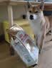 皇家狗粮 柴犬成犬狗粮 宠物中型犬 SIA26 全价犬粮 10月-8岁 7KG 实拍图