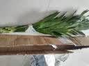 沭之美富贵竹水培客厅绿植招财旺宅花卉植物水养常青竹子文昌竹源头直发 实拍图