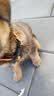 petlimit狗狗脖圈项圈小中大型犬颈圈泰迪金毛狗链脖套宠物用品柔软 桔色S 实拍图